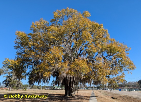 {Quercus laurifolia}